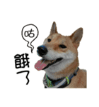 enjoy with sunny dog sticker（個別スタンプ：14）