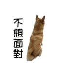 enjoy with sunny dog sticker（個別スタンプ：15）