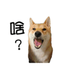 enjoy with sunny dog sticker（個別スタンプ：16）