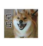 enjoy with sunny dog sticker（個別スタンプ：17）