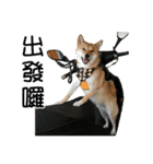 enjoy with sunny dog sticker（個別スタンプ：18）