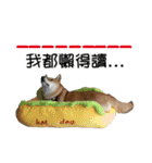 enjoy with sunny dog sticker（個別スタンプ：19）