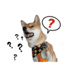 enjoy with sunny dog sticker（個別スタンプ：20）