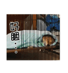 enjoy with sunny dog sticker（個別スタンプ：21）