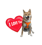 enjoy with sunny dog sticker（個別スタンプ：22）