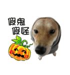 enjoy with sunny dog sticker（個別スタンプ：23）