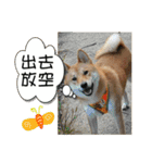 enjoy with sunny dog sticker（個別スタンプ：24）