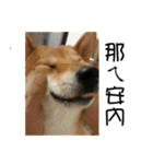 enjoy with sunny dog sticker（個別スタンプ：25）