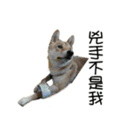 enjoy with sunny dog sticker（個別スタンプ：26）