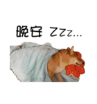 enjoy with sunny dog sticker（個別スタンプ：27）
