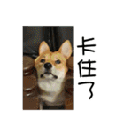 enjoy with sunny dog sticker（個別スタンプ：28）