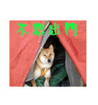 enjoy with sunny dog sticker（個別スタンプ：30）