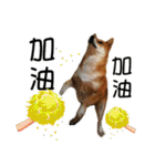 enjoy with sunny dog sticker（個別スタンプ：31）