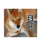 enjoy with sunny dog sticker（個別スタンプ：34）