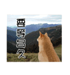enjoy with sunny dog sticker（個別スタンプ：35）
