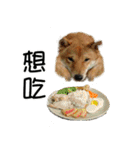 enjoy with sunny dog sticker（個別スタンプ：36）