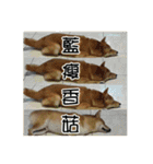 enjoy with sunny dog sticker（個別スタンプ：40）
