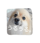 表情豊かなポメちゃんスタンプ3（個別スタンプ：8）