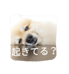 表情豊かなポメちゃんスタンプ3（個別スタンプ：11）