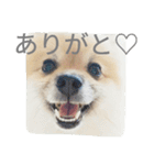 表情豊かなポメちゃんスタンプ3（個別スタンプ：17）