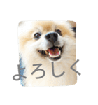 表情豊かなポメちゃんスタンプ3（個別スタンプ：20）