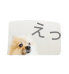 表情豊かなポメちゃんスタンプ3（個別スタンプ：21）