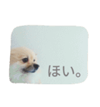 表情豊かなポメちゃんスタンプ3（個別スタンプ：24）