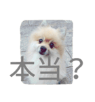 表情豊かなポメちゃんスタンプ3（個別スタンプ：25）