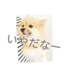 表情豊かなポメちゃんスタンプ3（個別スタンプ：26）