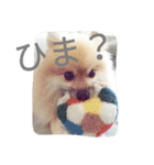 表情豊かなポメちゃんスタンプ3（個別スタンプ：28）