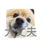 表情豊かなポメちゃんスタンプ3（個別スタンプ：30）
