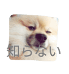 表情豊かなポメちゃんスタンプ3（個別スタンプ：35）