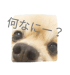 表情豊かなポメちゃんスタンプ3（個別スタンプ：36）
