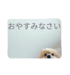 表情豊かなポメちゃんスタンプ3（個別スタンプ：40）