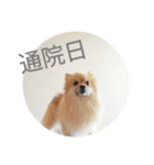 表情豊かなポメちゃんスタンプ4（病院編）（個別スタンプ：1）