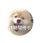 表情豊かなポメちゃんスタンプ4（病院編）（個別スタンプ：3）