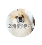 表情豊かなポメちゃんスタンプ4（病院編）（個別スタンプ：4）