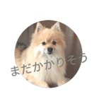 表情豊かなポメちゃんスタンプ4（病院編）（個別スタンプ：6）