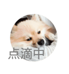 表情豊かなポメちゃんスタンプ4（病院編）（個別スタンプ：10）