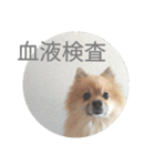 表情豊かなポメちゃんスタンプ4（病院編）（個別スタンプ：11）