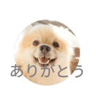表情豊かなポメちゃんスタンプ4（病院編）（個別スタンプ：25）