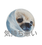表情豊かなポメちゃんスタンプ4（病院編）（個別スタンプ：27）