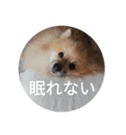 表情豊かなポメちゃんスタンプ4（病院編）（個別スタンプ：30）