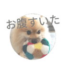 表情豊かなポメちゃんスタンプ4（病院編）（個別スタンプ：31）