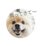 表情豊かなポメちゃんスタンプ4（病院編）（個別スタンプ：33）