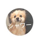 表情豊かなポメちゃんスタンプ4（病院編）（個別スタンプ：36）