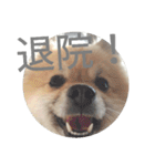 表情豊かなポメちゃんスタンプ4（病院編）（個別スタンプ：39）