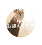 表情豊かなポメちゃんスタンプ4（病院編）（個別スタンプ：40）