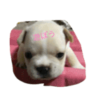 わんちゃんと一緒（個別スタンプ：7）