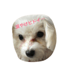 わんちゃんと一緒（個別スタンプ：8）